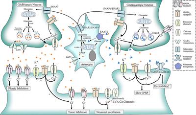 Mechanisms and Pharmacotherapy for Ethanol-Responsive Movement Disorders